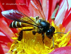 Garden Honey Bees